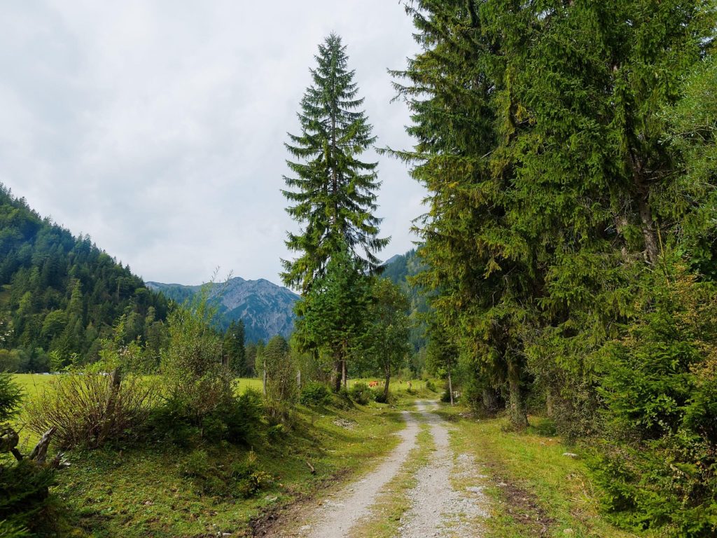 chemin de foret dans la nature