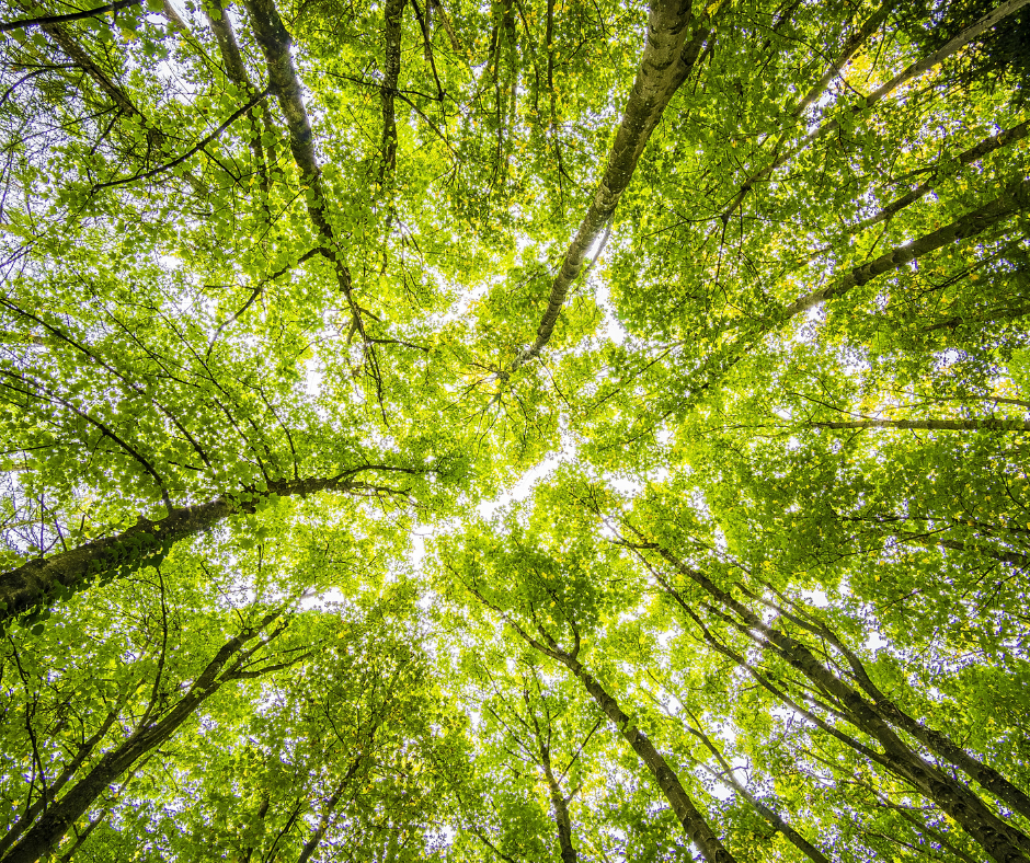 haut des arbres verts